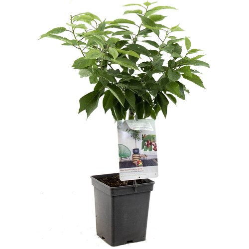 Kersenboom Dubbele Meikers - in 24cm-pot