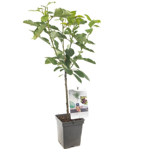 Kersenboom Lapins - in 24cm-pot