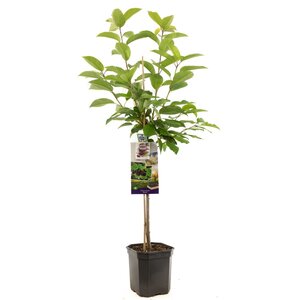 Kersenboom (Prunus avium Burlat laagstam), in pot