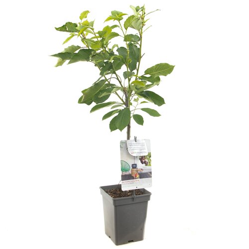 Kersenboom Regina - in 24cm-pot