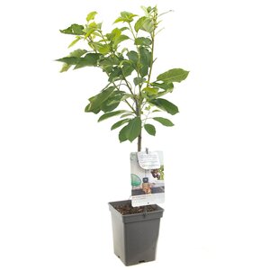 Kersenboom Regina - in 24cm-pot