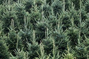 Echte kerstbomen