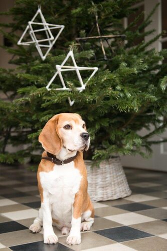 Kerstboomhuls Rotan Wit d60h26cm