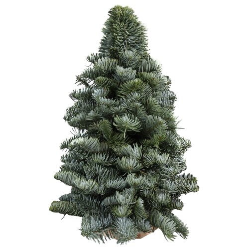 Kerstboompje 'Nobilis' op boomschijf - H 60 cm
