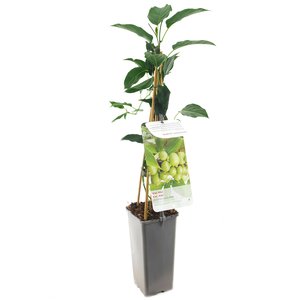 Kiwistruik (Actinidia arguta Issai), in pot