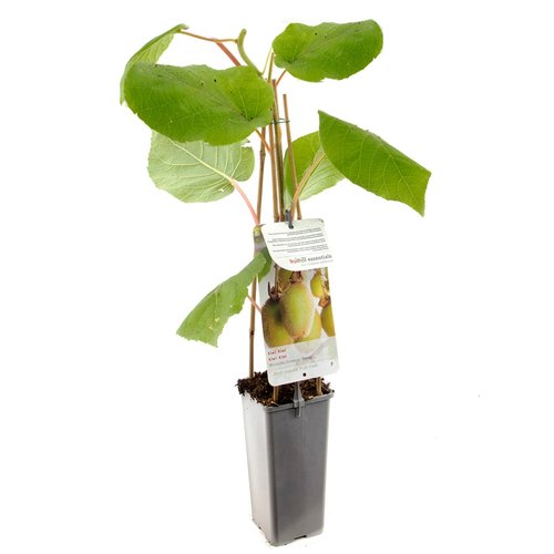 Kiwistruik (Actinidia ch. Jenny), in pot