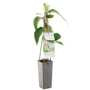 Kiwistruik (Actinidia chinensis Atlas), in pot