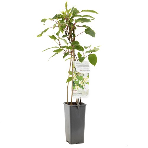 Kiwibes (Actinidia arguta Weikii), in pot