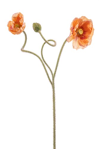 Klaproos Tak Zijde - 72cm Oranje