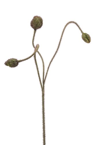 Klaproos Tak Zijde - 75cm Groen