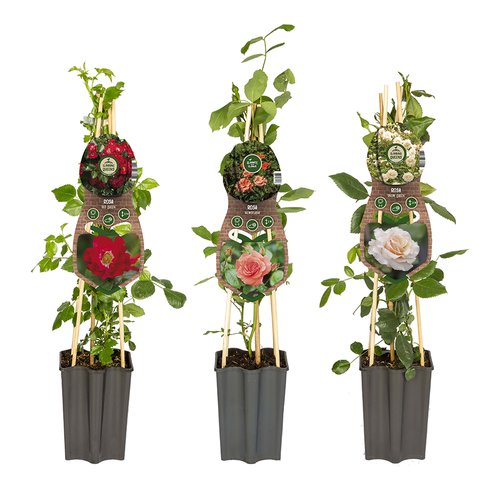 Klimroos 65cm hoog, in 15cm-pot