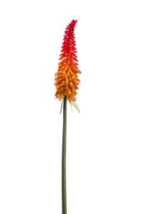 Kniphofia spray orange 85cm