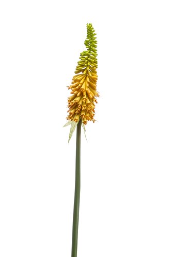 Kniphofia Tak Zijde - 85cm Geel