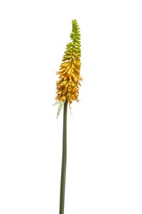 Kniphofia Tak Zijde - 85cm Geel