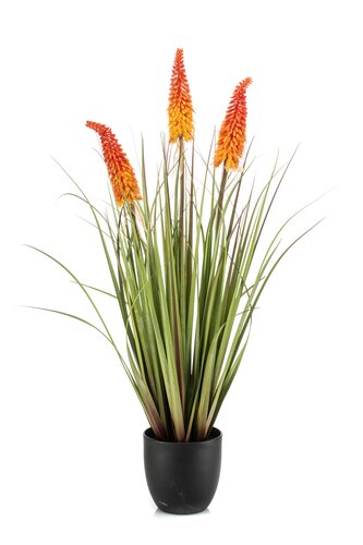Kniphofia Tak Zijde - 90cm Oranje x3