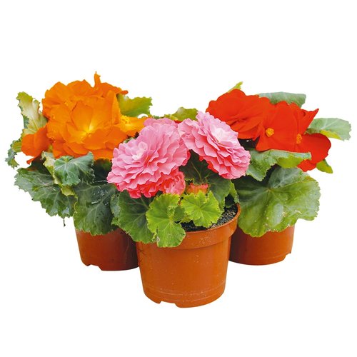 Knolbegonia