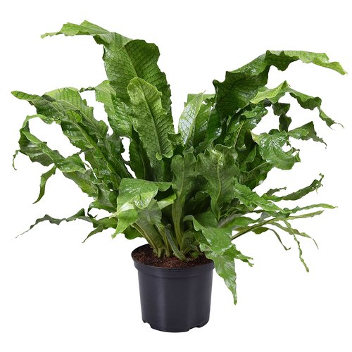Krokodillenvaren (Microsorum Crocodyllus), in 23cm-pot - afbeelding 1
