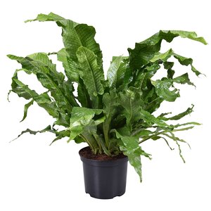 Krokodillenvaren (Microsorum Crocodyllus), in 23cm-pot - afbeelding 1