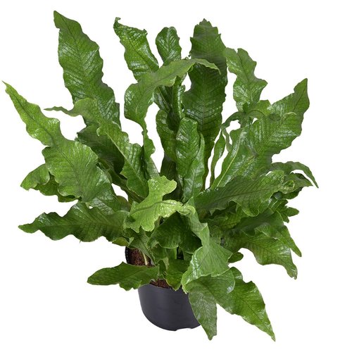 Krokodillenvaren (Microsorum Crocodyllus), in 23cm-pot - afbeelding 2