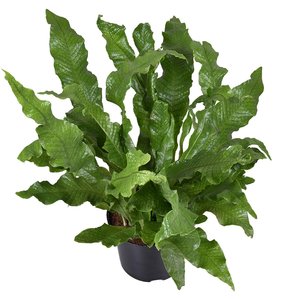 Krokodillenvaren (Microsorum Crocodyllus), in 23cm-pot - afbeelding 2