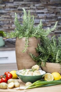 Kruip-rozemarijn, in 14cm-pot - afbeelding 3