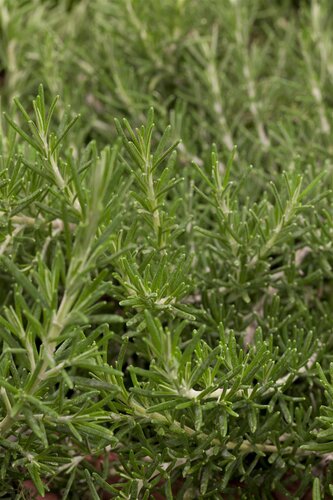 Kruip-rozemarijn, in 14cm-pot - afbeelding 4