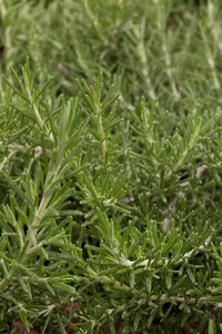 Kruip-rozemarijn, in 14cm-pot - afbeelding 4