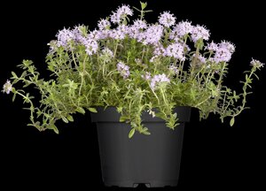 Kruip-rozemarijn, in 14cm-pot - afbeelding 5