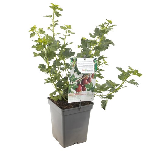 Kruisbessenstruik (Ribes uva-cr. Captivator), in pot