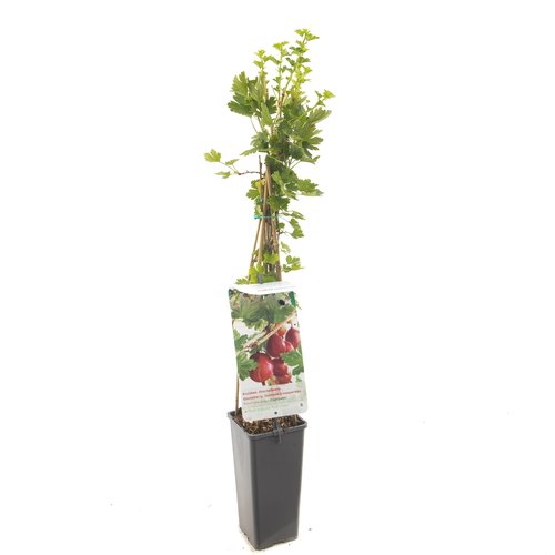 Kruisbessenstruik (Ribes uva-cr. Captivator), in pot