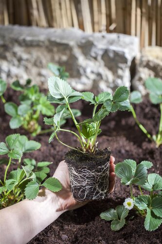 Krukje aardbei - B 40 x D 32 x H 25 cm - afbeelding 3