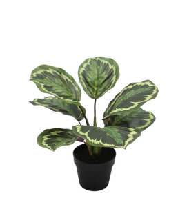 Kunstplant Calathea H 25 cm