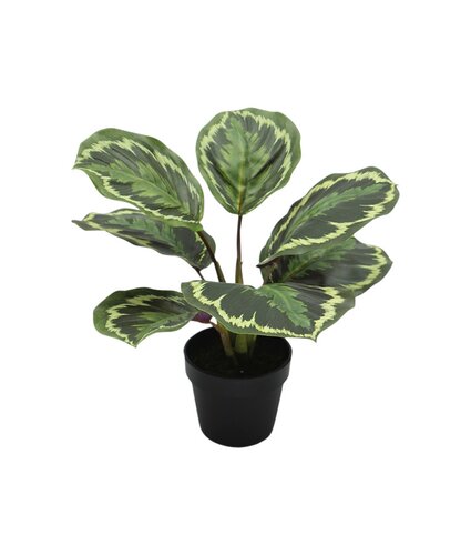 Kunstplant Calathea H 25 cm
