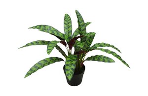 Kunstplant Calathea H 50 cm
