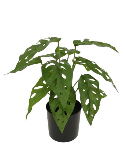 Kunstplant Monstera H 30 cm