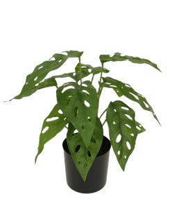Kunstplant Monstera - H 30 cm
