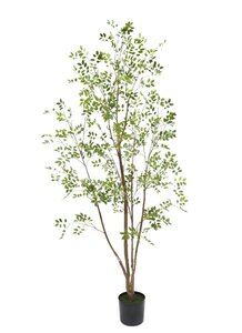 Kunstplant Murraya H 210 cm