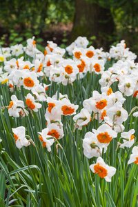 Kunstplant Narcis - H 25 cm - afbeelding 6