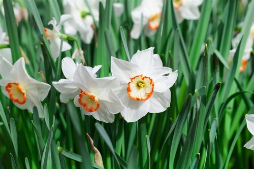 Kunstplant Narcis - H 25 cm - afbeelding 4