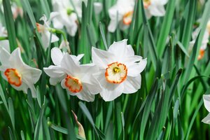 Kunstplant Narcis - H 25 cm - afbeelding 4