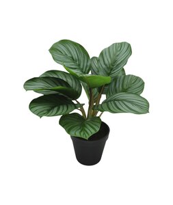 Kunstplant Pijlwortel H 34 cm