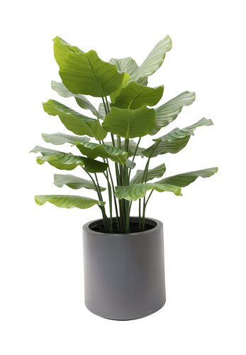 Kunstplant Rohdea H 115 cm