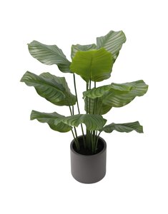 Kunstplant Rohdea H 85 cm