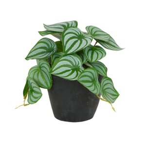 Kunstplant Scindapsus H 20 cm