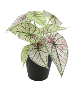 Kunstplant Syngonium H 20 cm wit