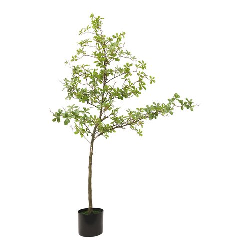 Kunstplant Terminalia H 210 cm