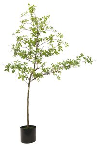 Kunstplant Terminalia H 210 cm