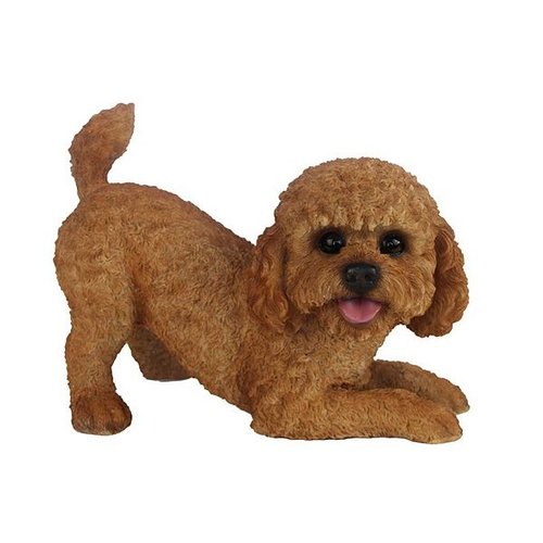 Labradoodle