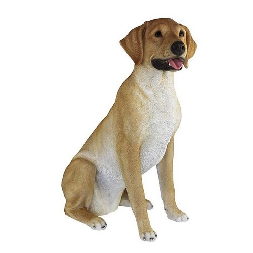 Labrador retriever zittend