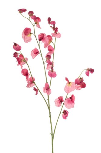 Lathyrus Hot Tak Zijde - 113cm Roze